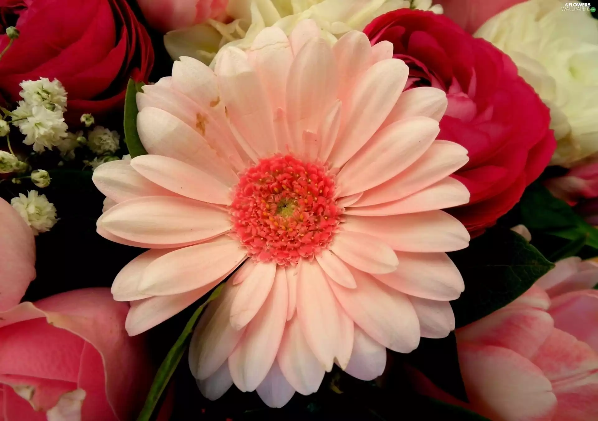 Colourfull Flowers, Gerbera
