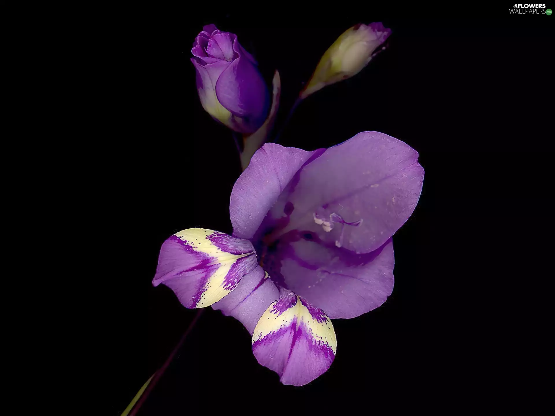 Colourfull Flowers, gladiolus