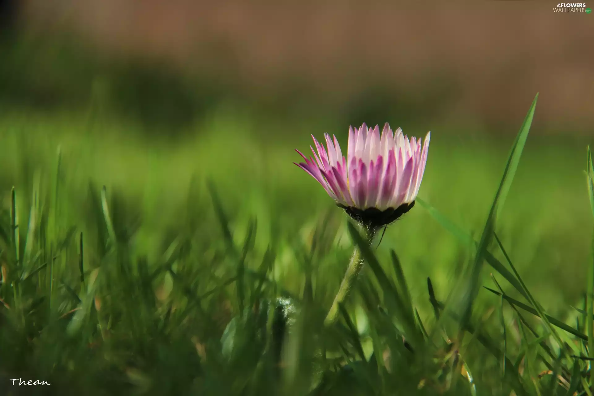 grass, daisy, Colourfull Flowers