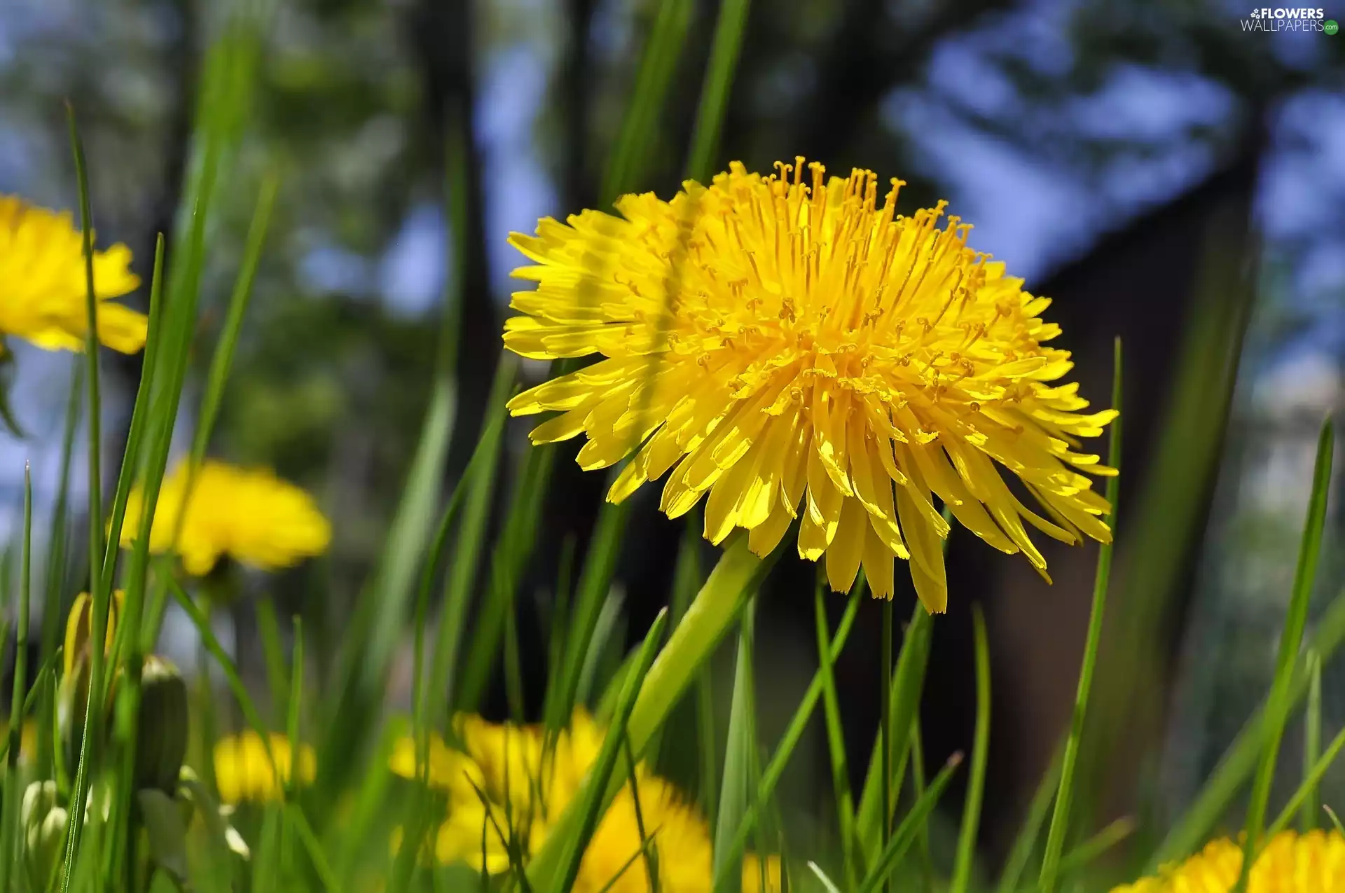 grass, dandelion, Colourfull Flowers