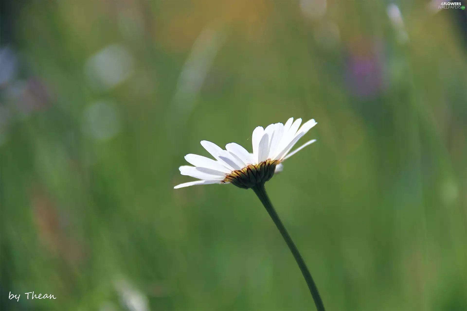 green, Daisy, Colourfull Flowers