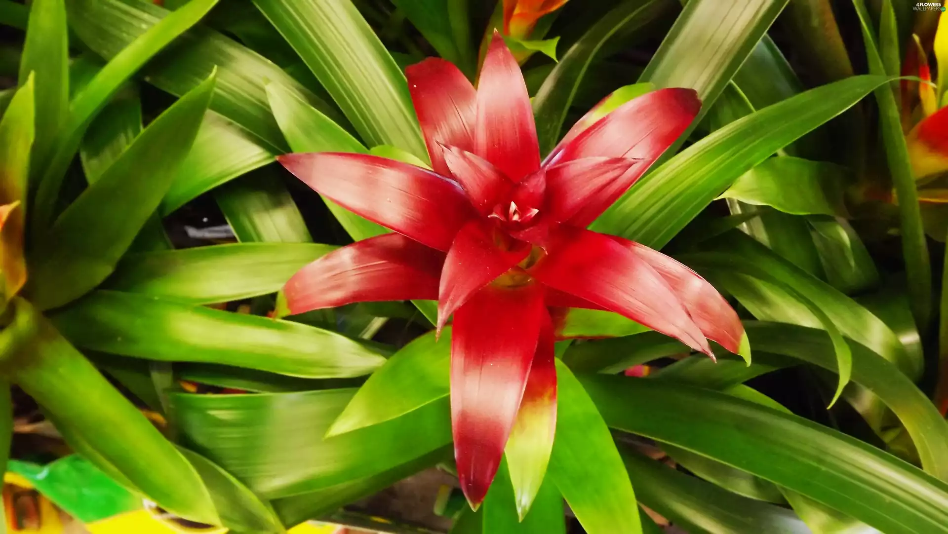 Colourfull Flowers, guzmania