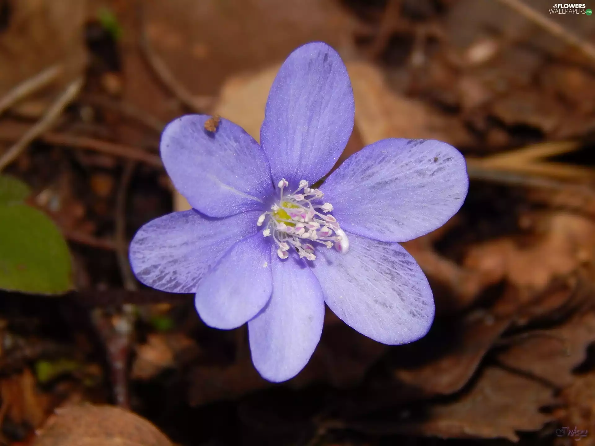 Hepatica, blue, Colourfull Flowers