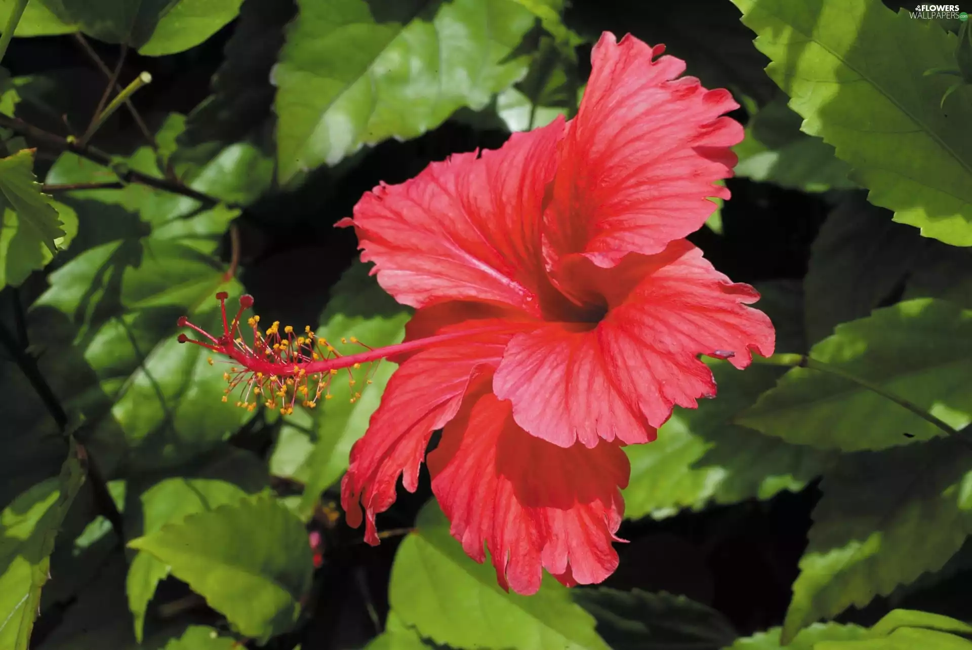 hibiscus, Red, Colourfull Flowers