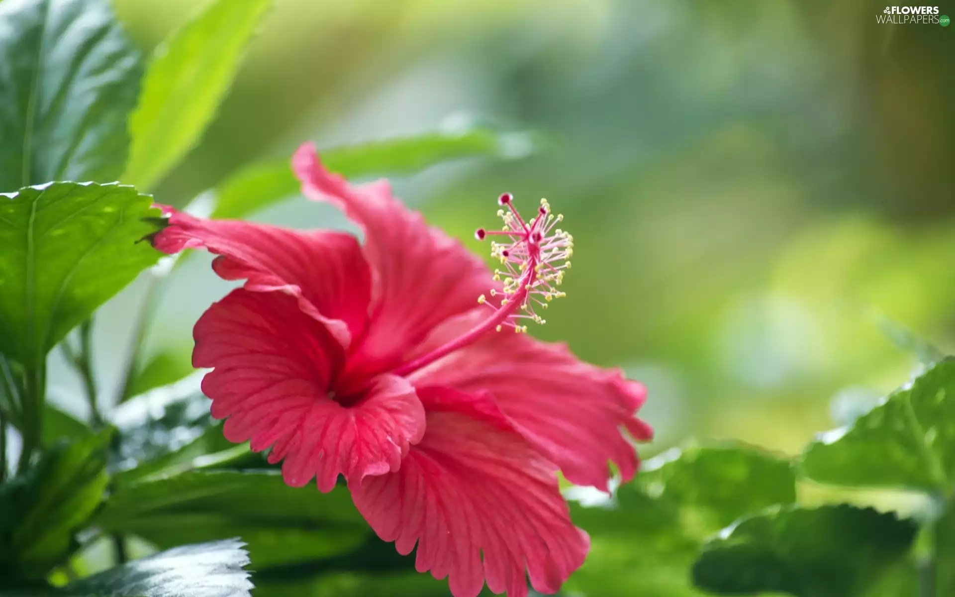 Colourfull Flowers, hibiscus