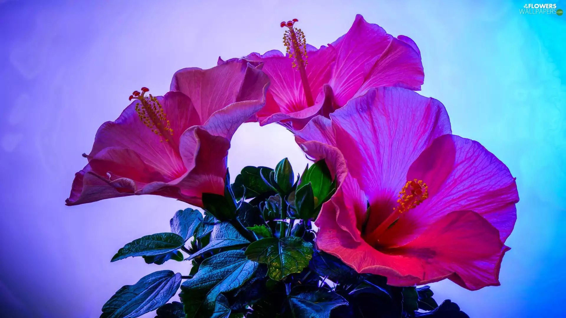 Colourfull Flowers, hibiskus