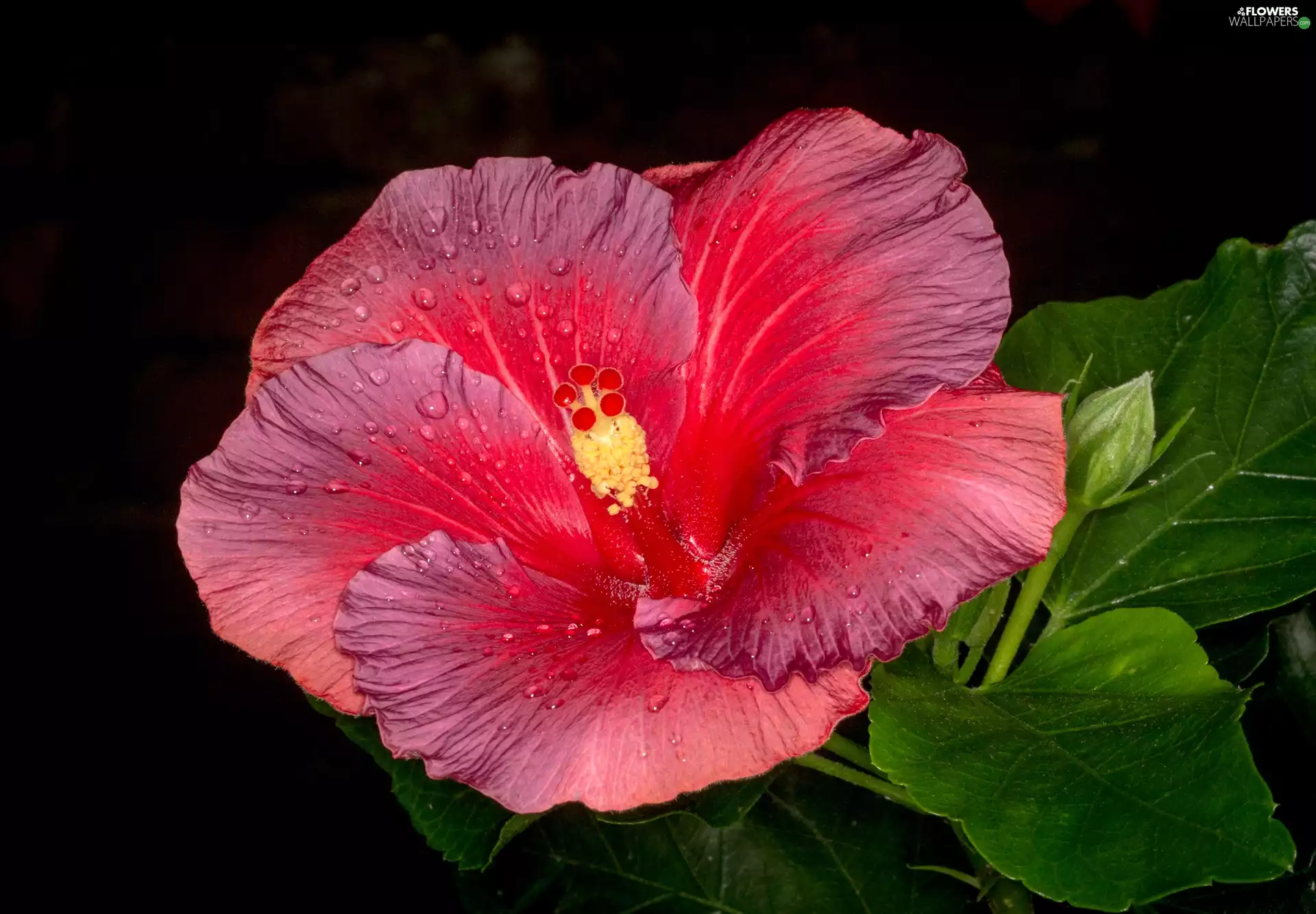 Colourfull Flowers, hibiskus
