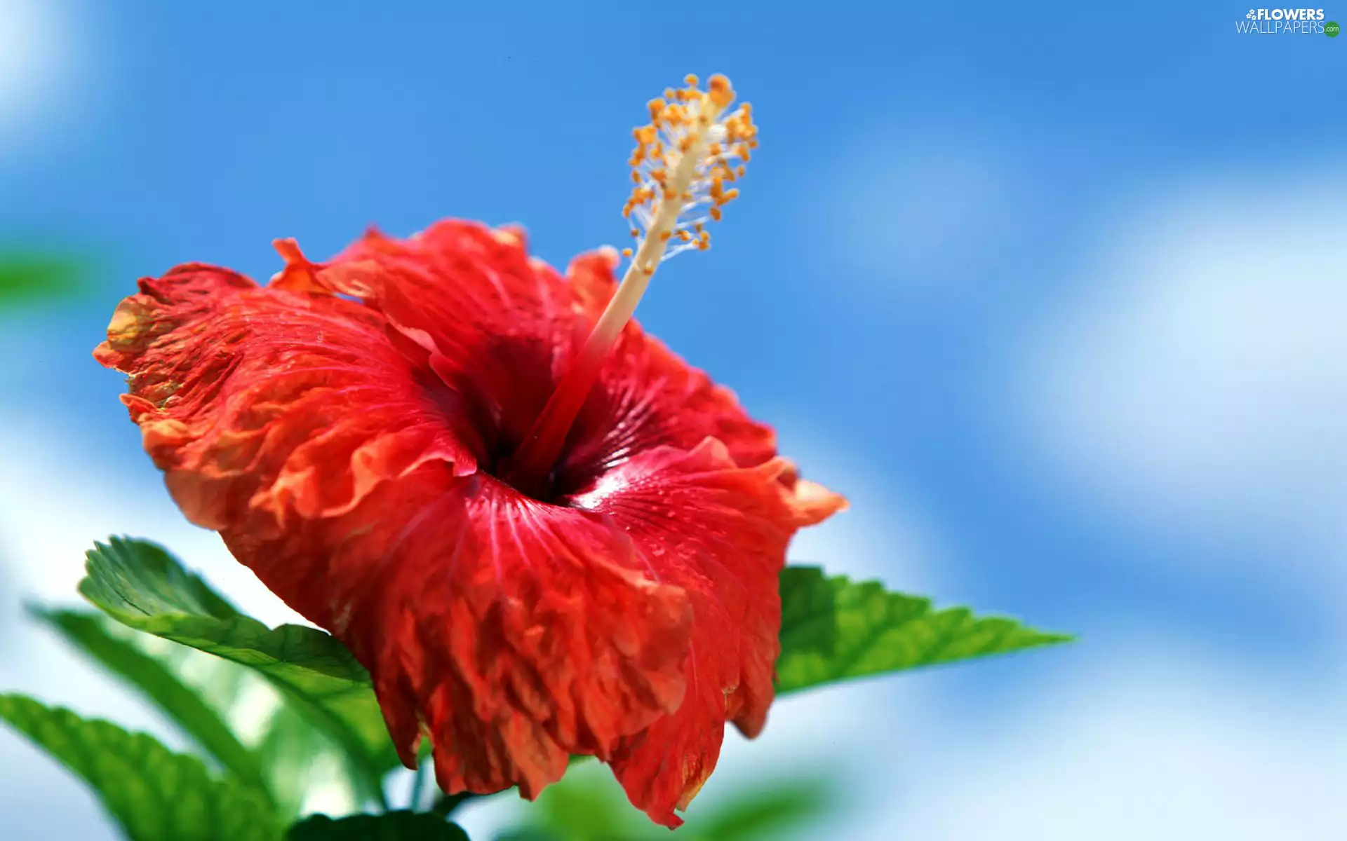 Colourfull Flowers, hibiskus