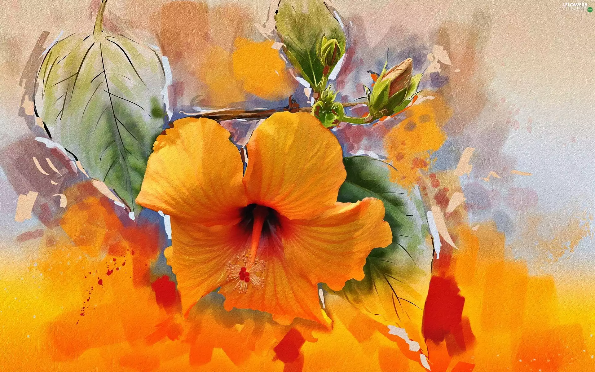 texture, graphics, Orange, Colourfull Flowers, hibiskus