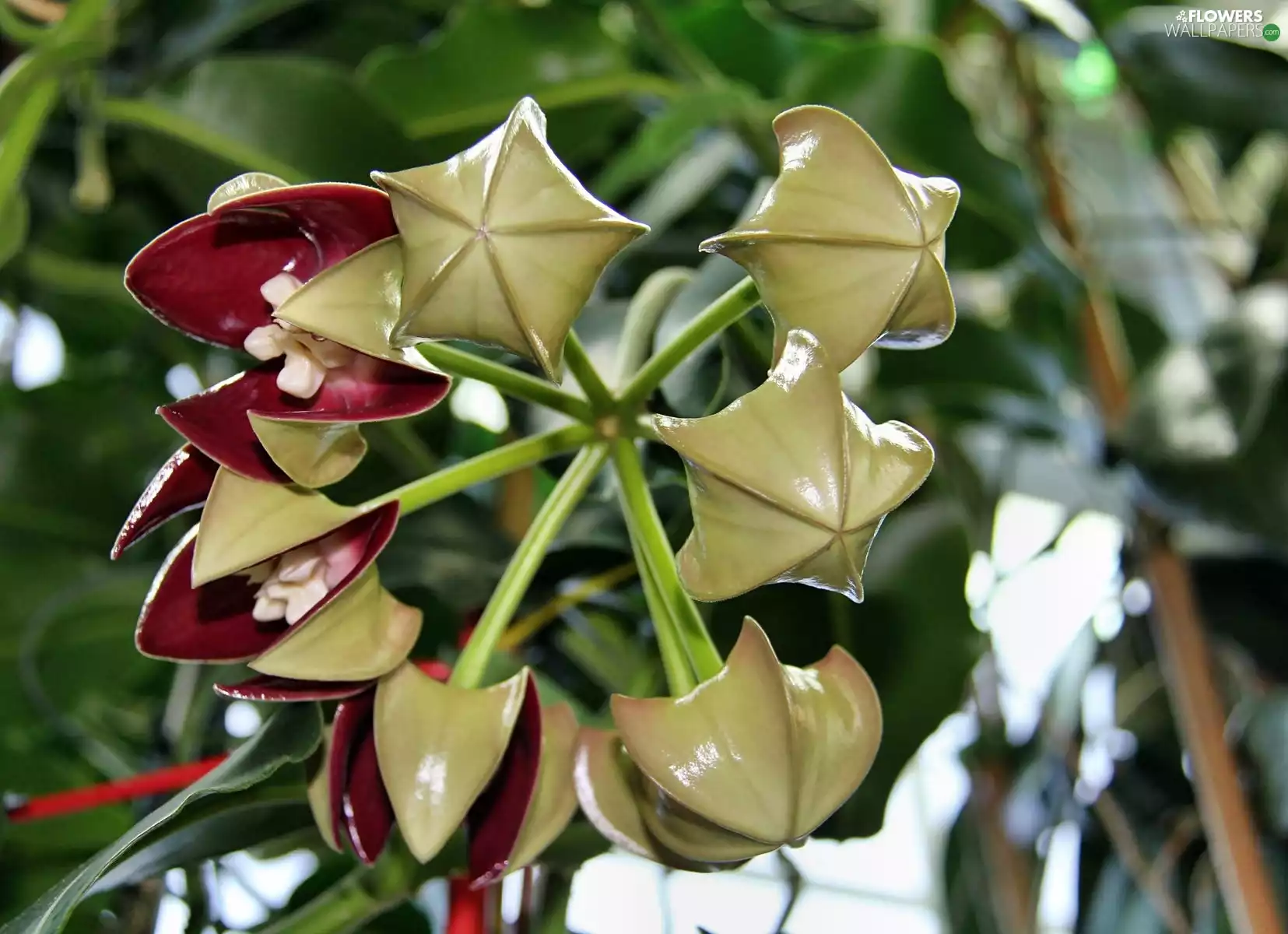 Colourfull Flowers, Hoja