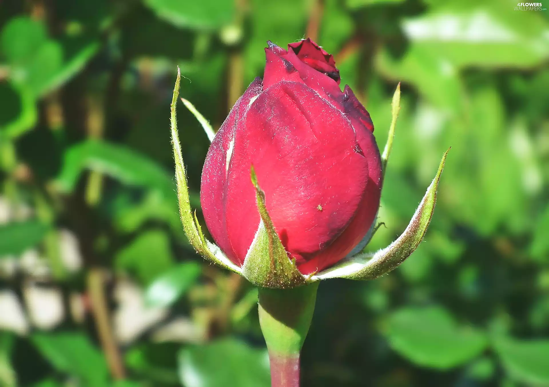 bud, red hot, Colourfull Flowers, rose, nature