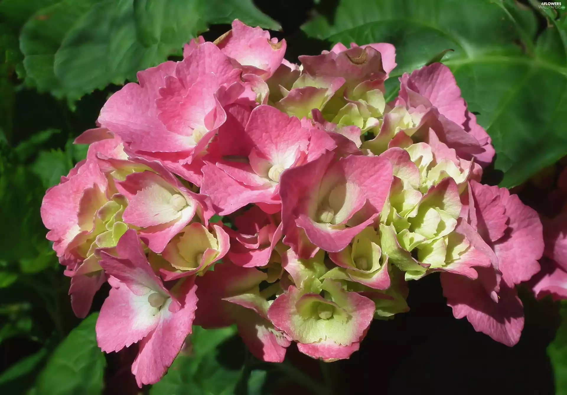 Colourfull Flowers, hydrangea