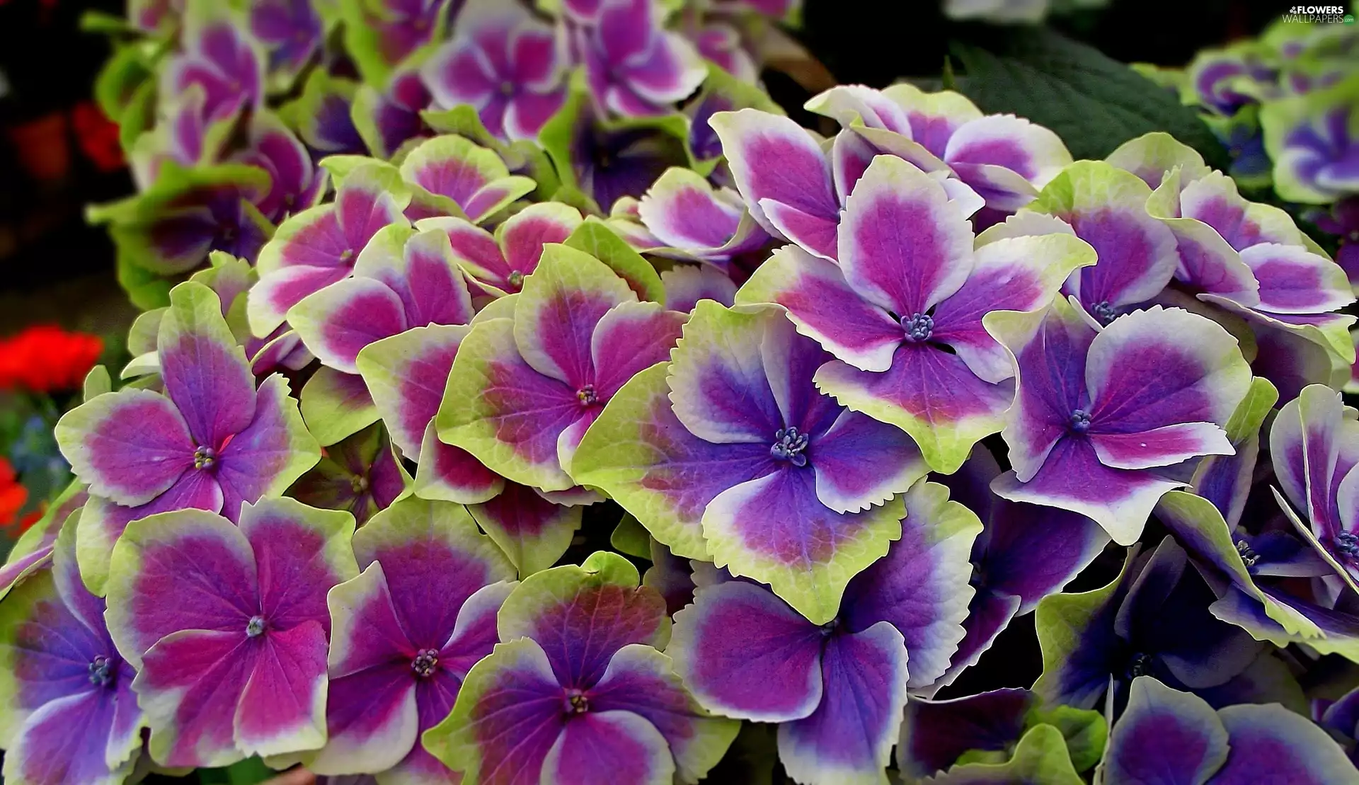 Colourfull Flowers, hydrangea