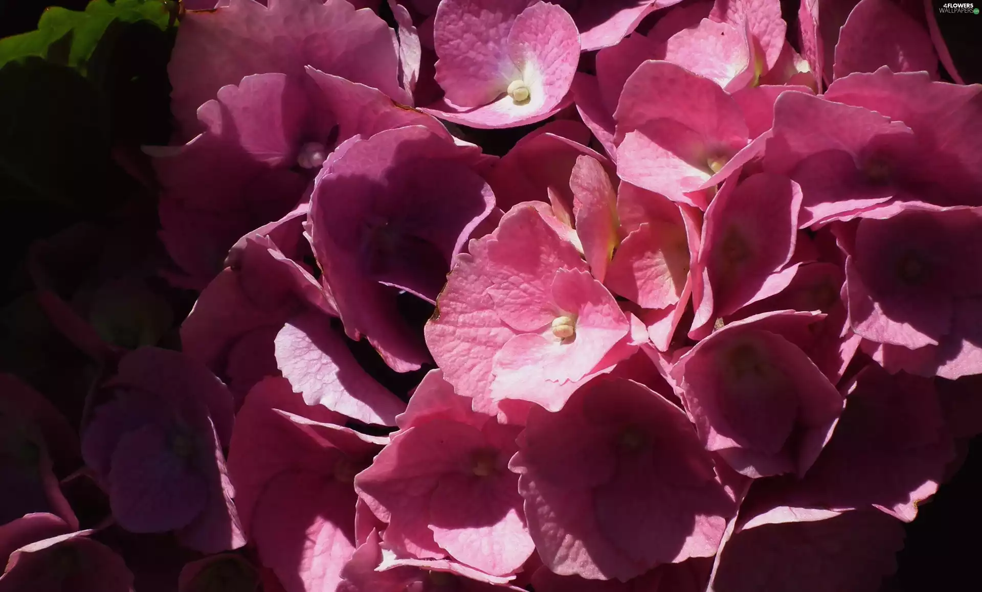 Colourfull Flowers, hydrangea