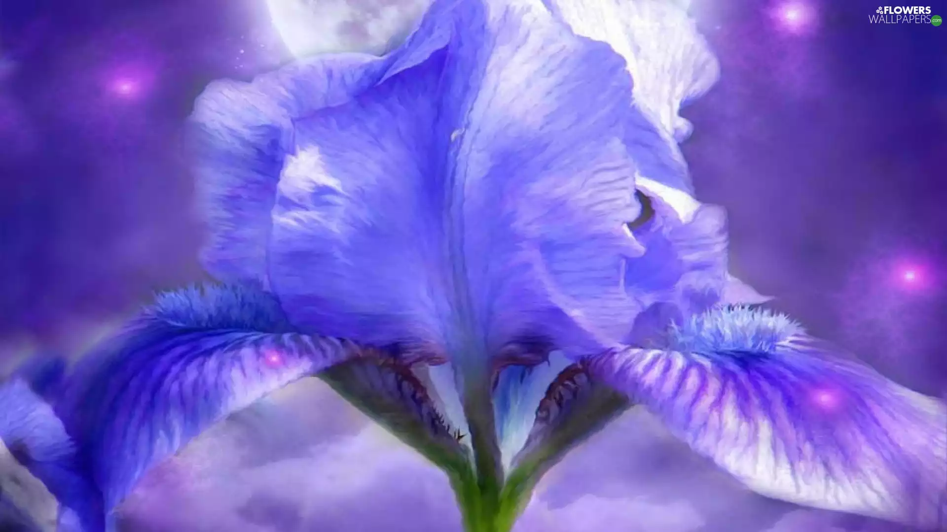 Colourfull Flowers, iris
