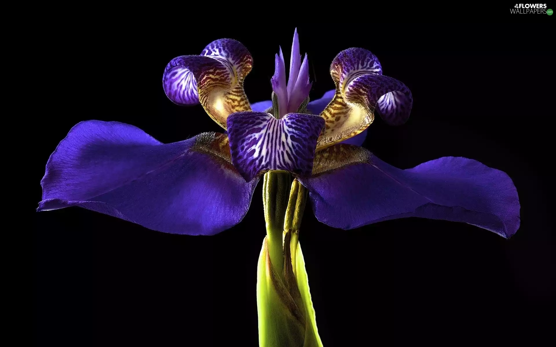 Colourfull Flowers, iris