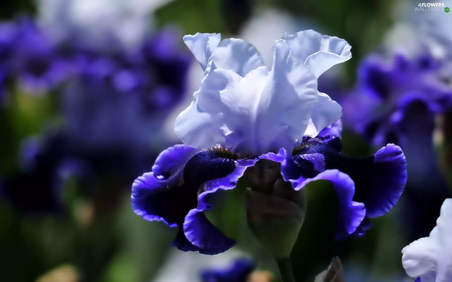 Colourfull Flowers, iris