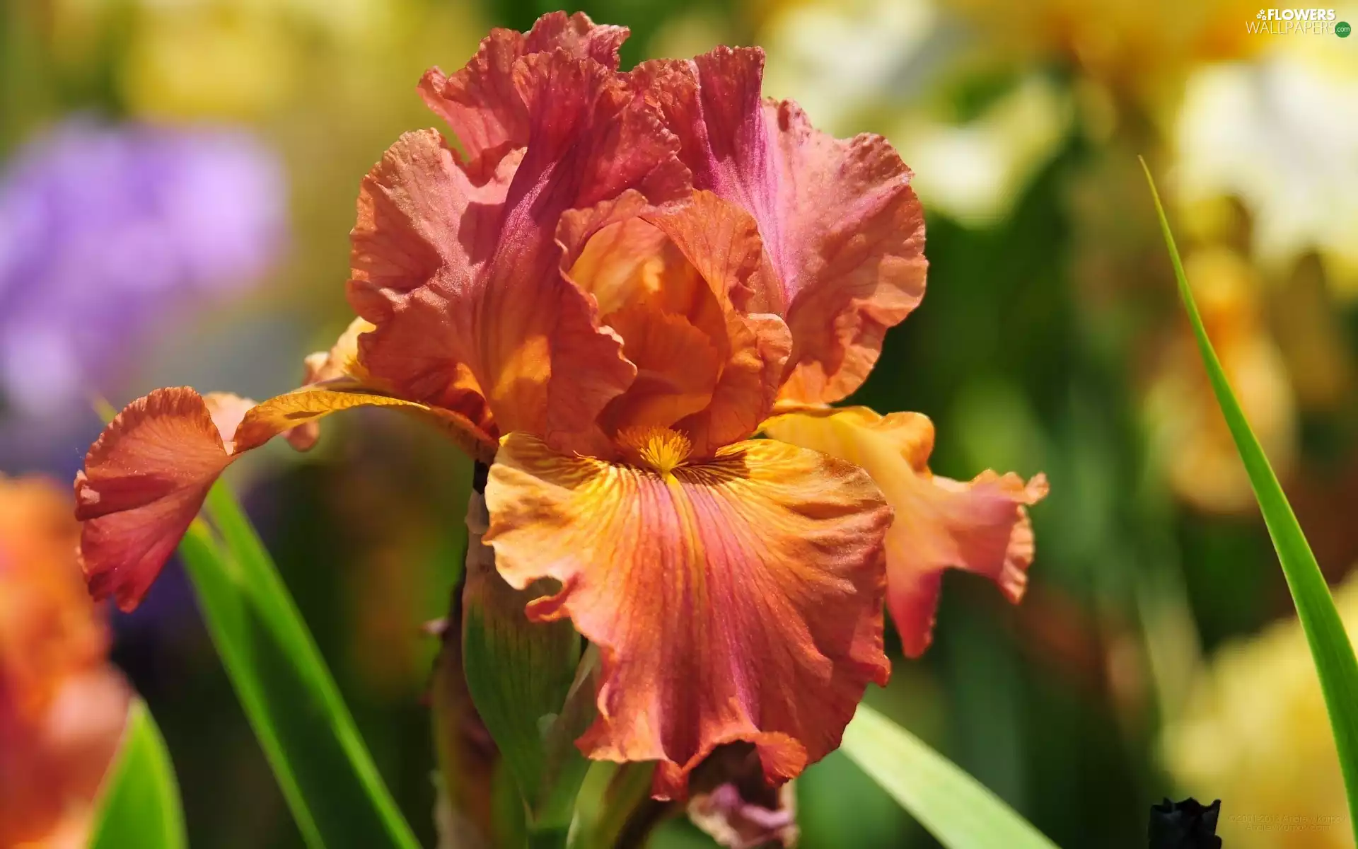 Colourfull Flowers, iris