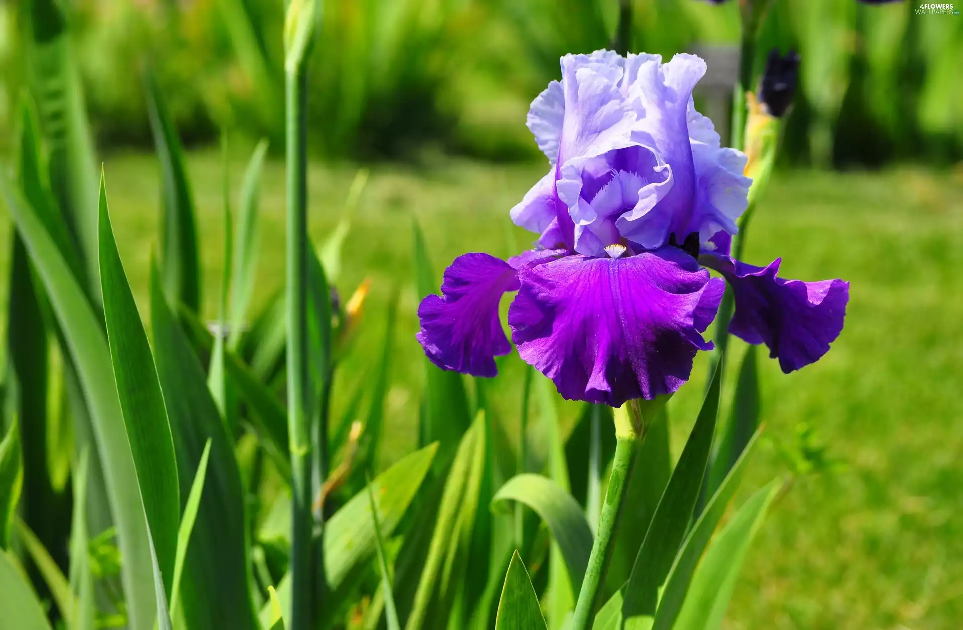 Colourfull Flowers, iris