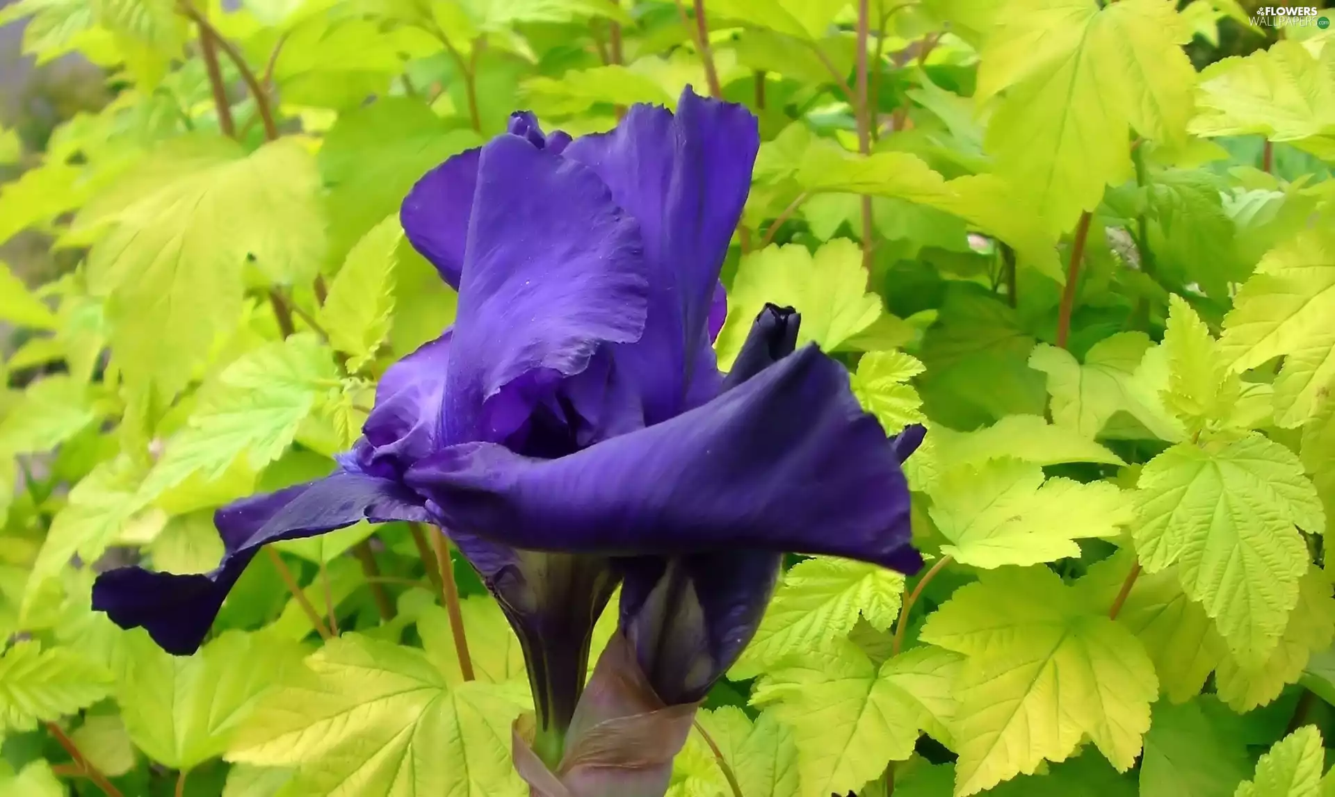 Colourfull Flowers, iris