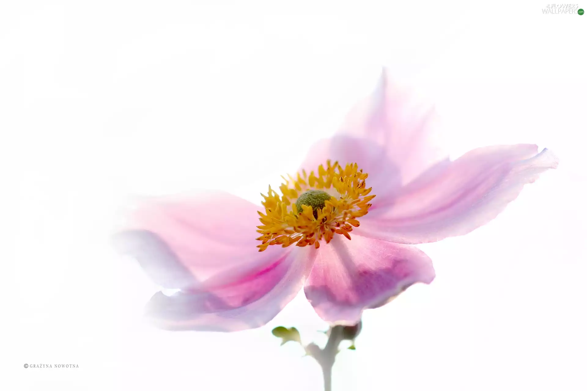 Pink, Japanese anemone, Colourfull Flowers