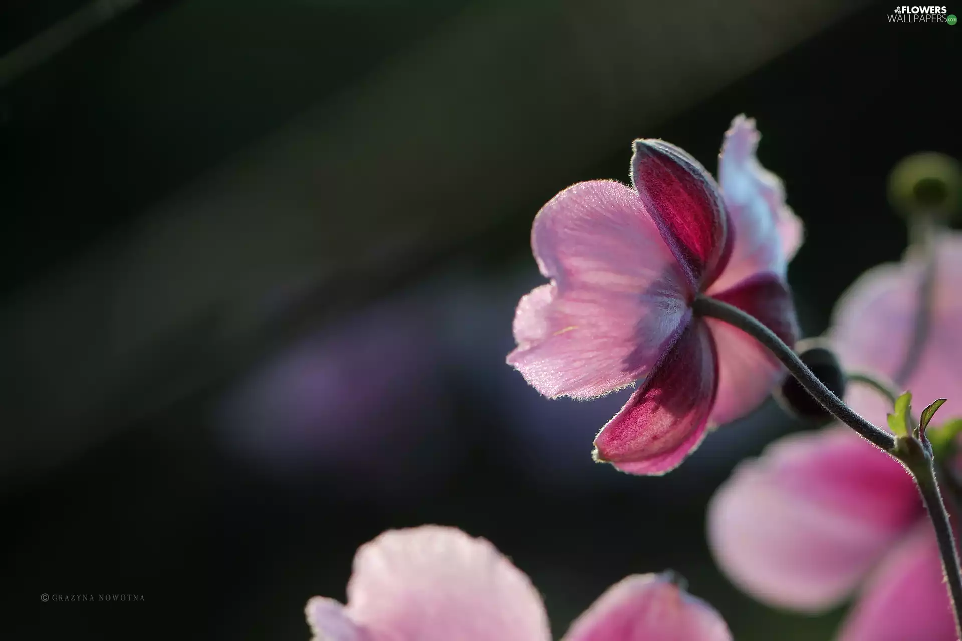 Pink, Japanese anemone, Colourfull Flowers