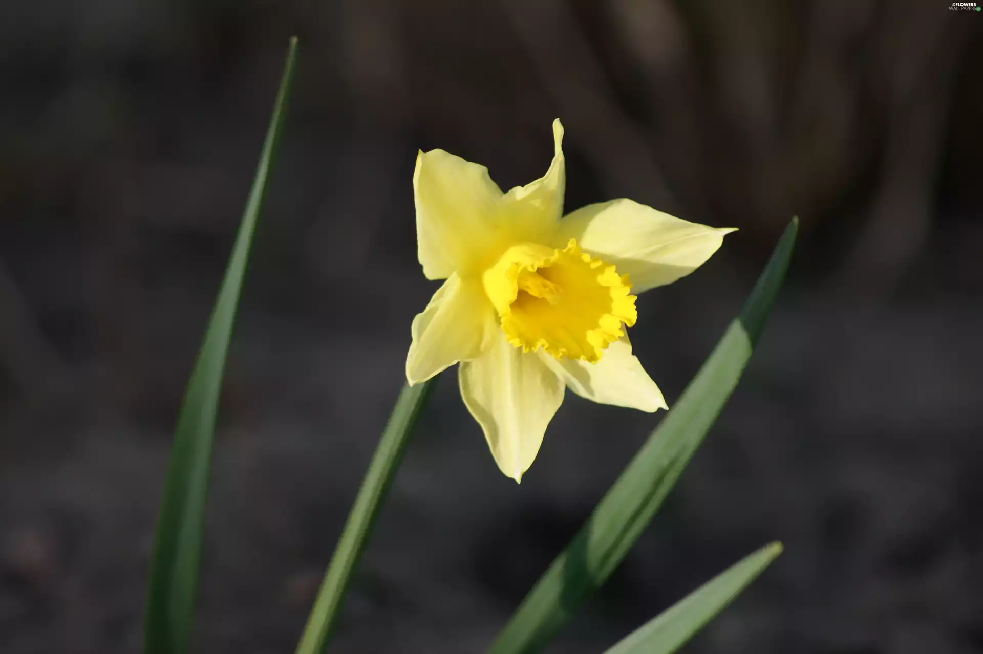 Colourfull Flowers, jonquil