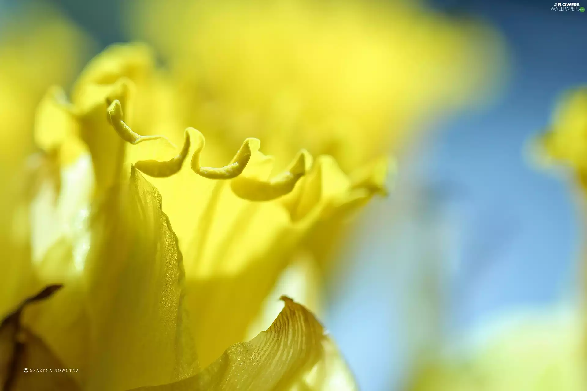 jonquil, Yellow, Colourfull Flowers