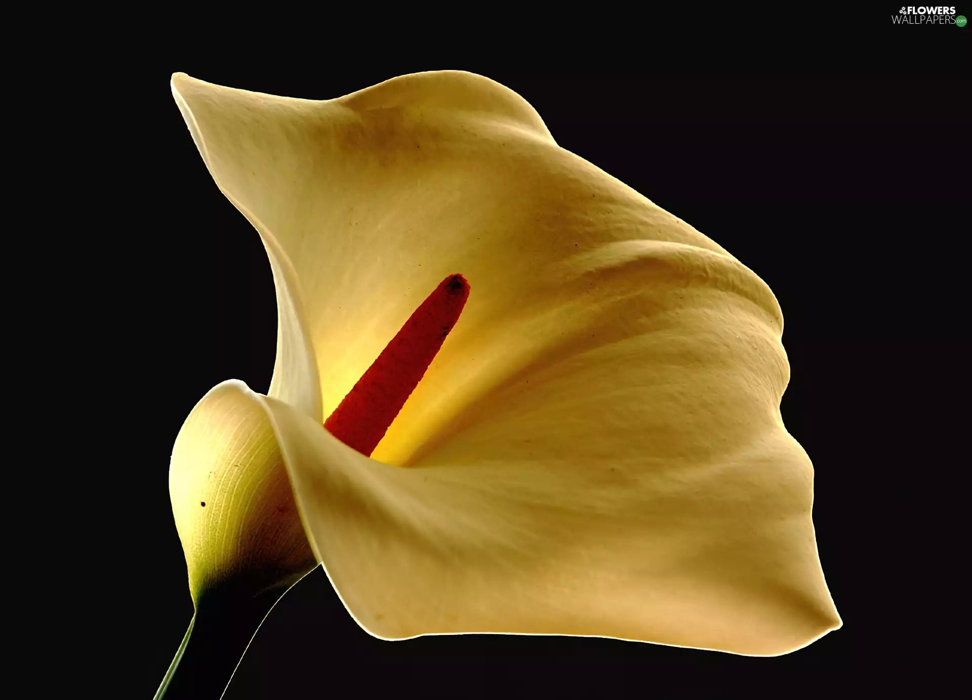 Colourfull Flowers, Kalia