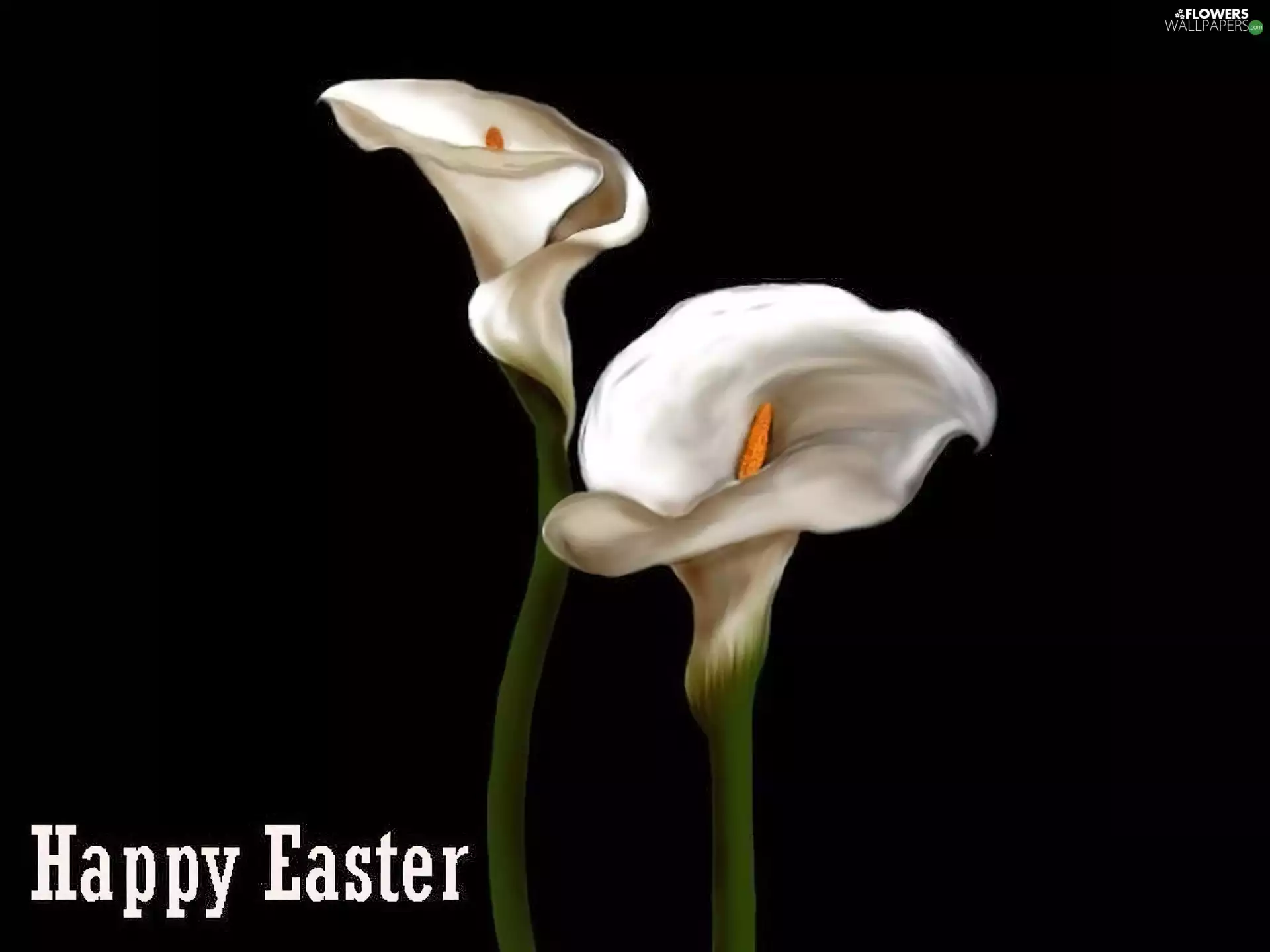 Colourfull Flowers, Kalia