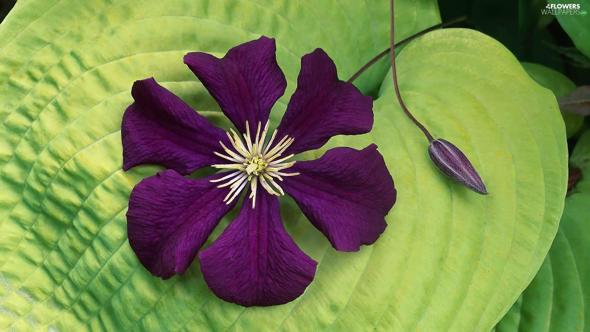Colourfull Flowers, leaf