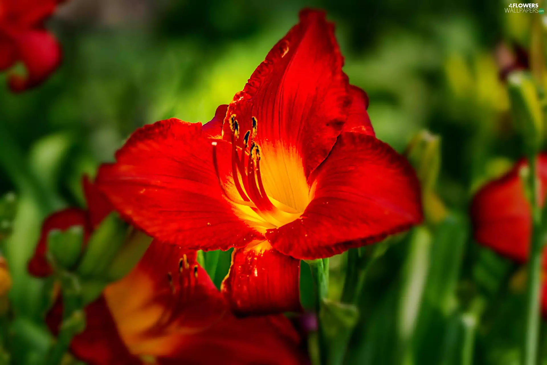 Colourfull Flowers, lily