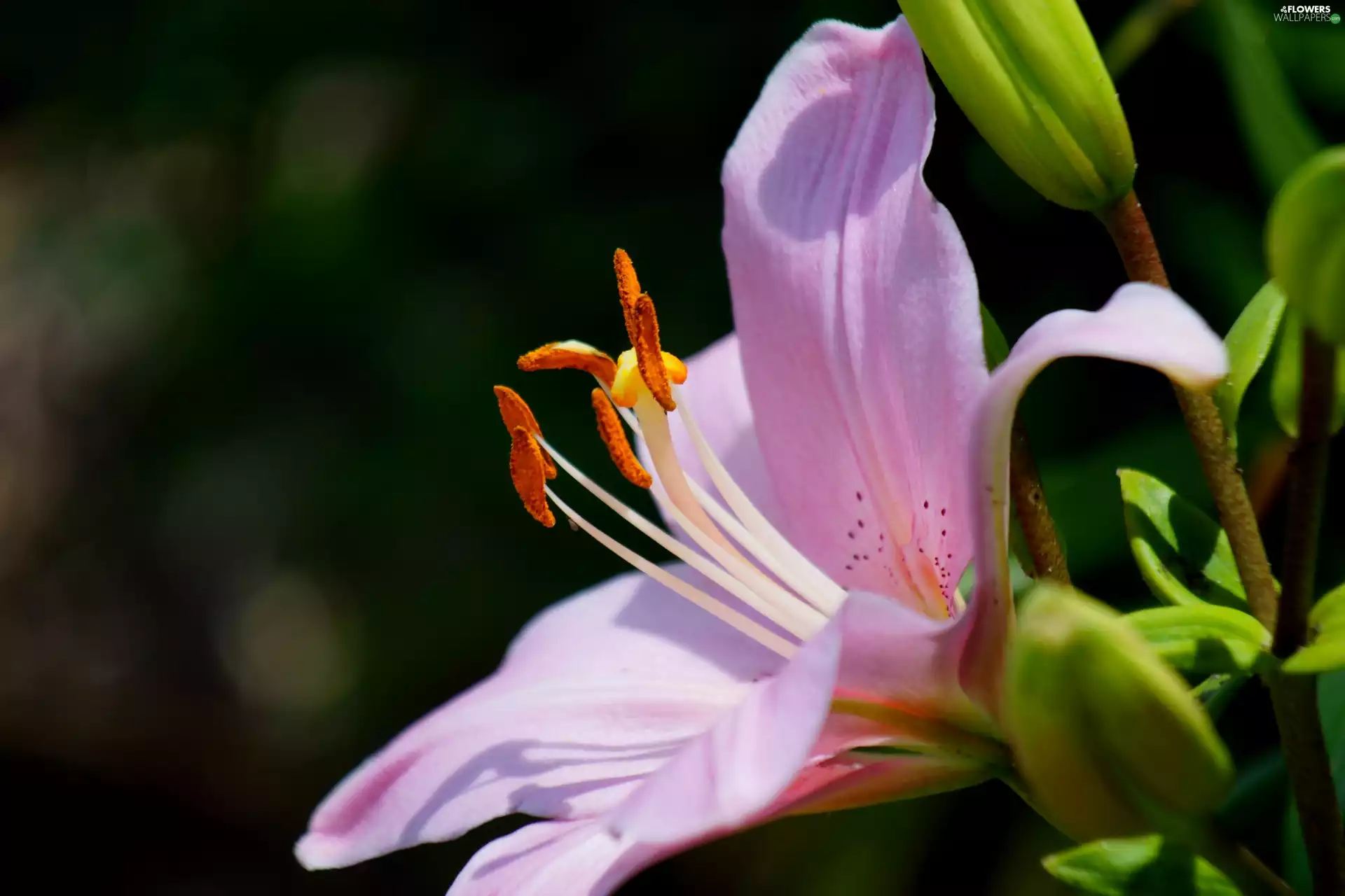 Colourfull Flowers, Lily