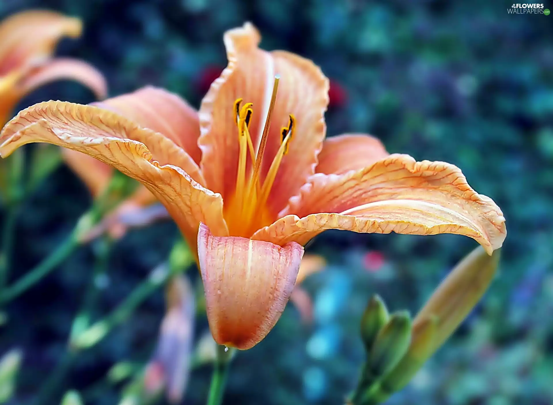Colourfull Flowers, Lily