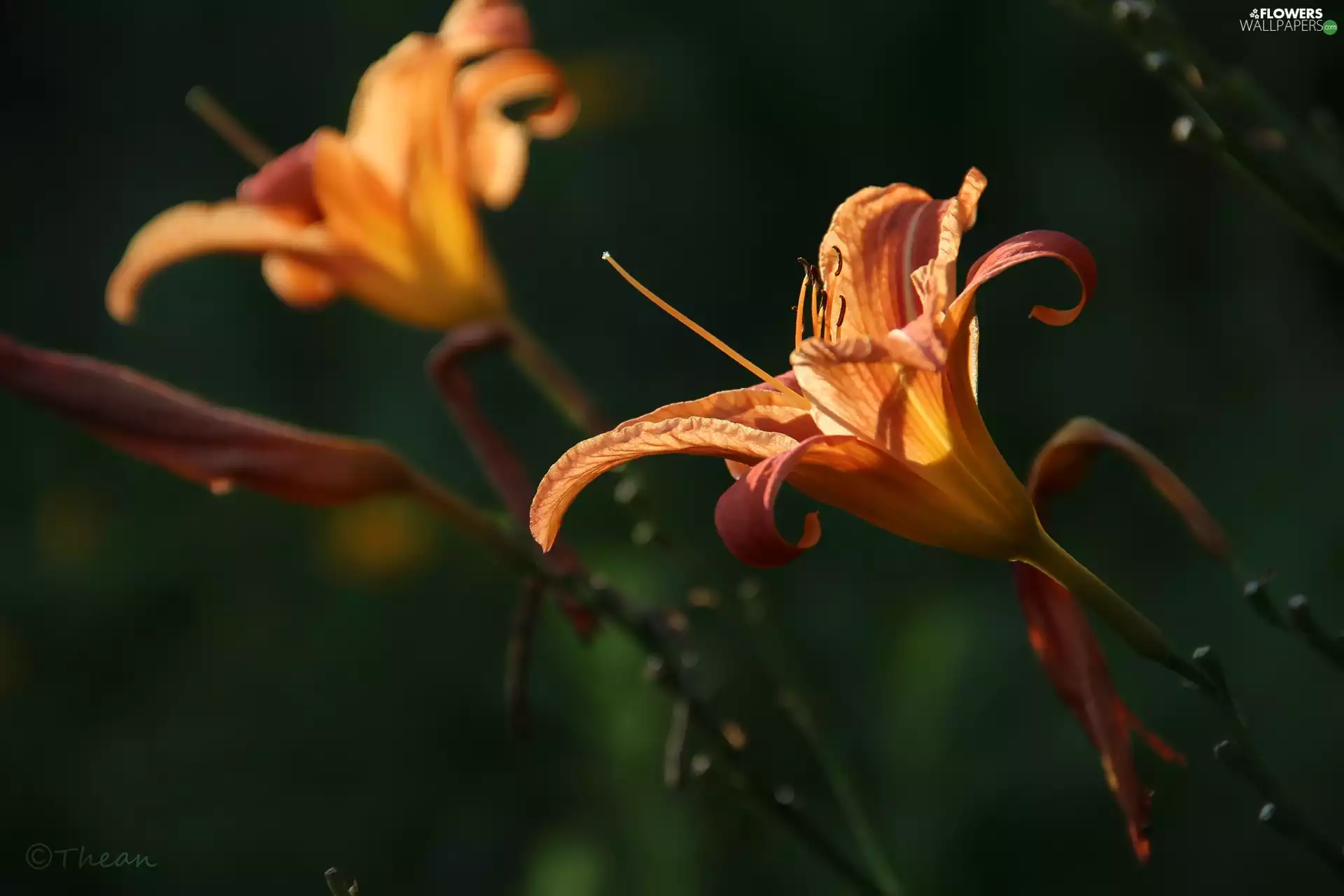 rods, Lily Garden, Colourfull Flowers