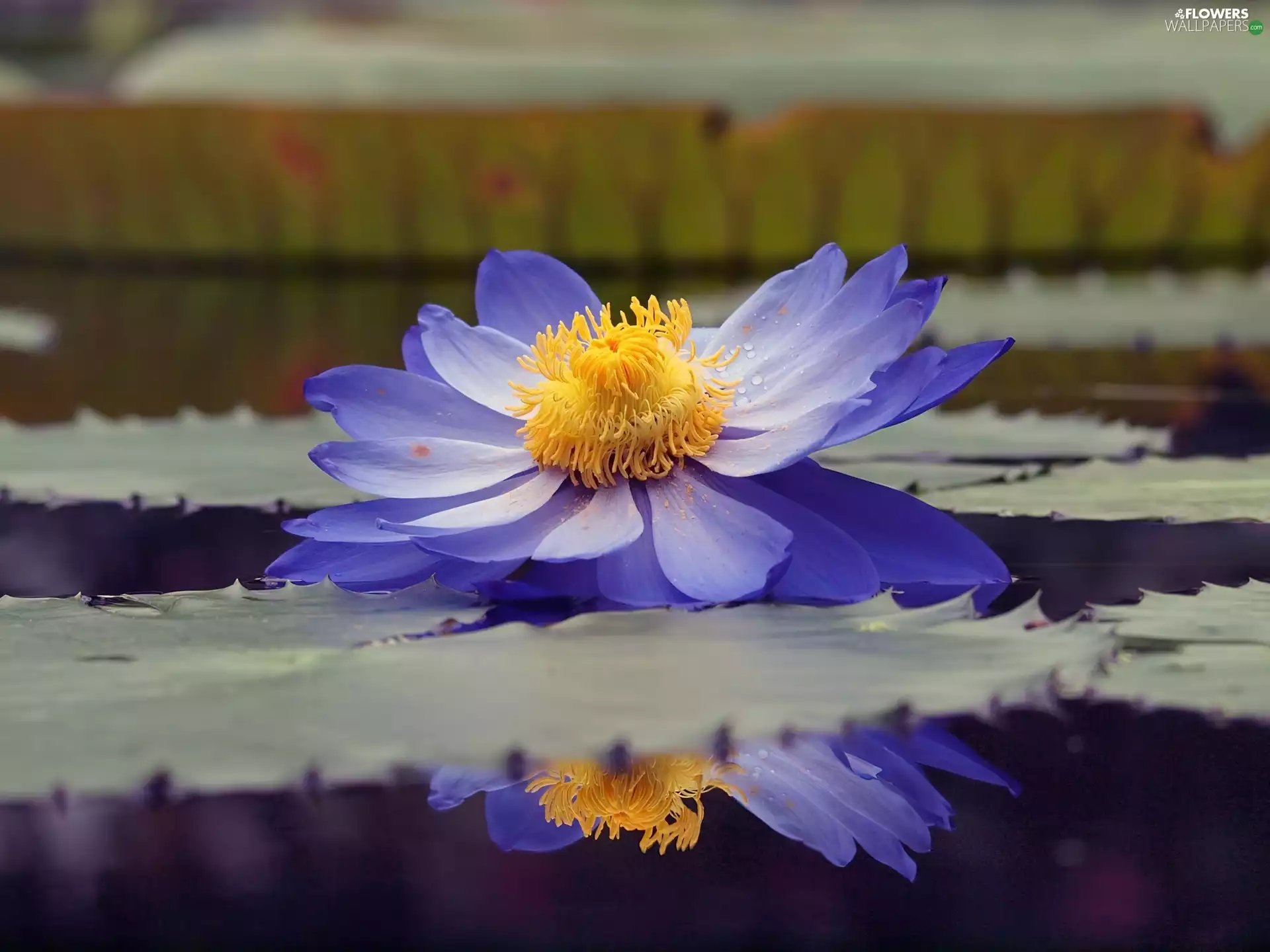 reflection, water-lily, Colourfull Flowers, water, blue