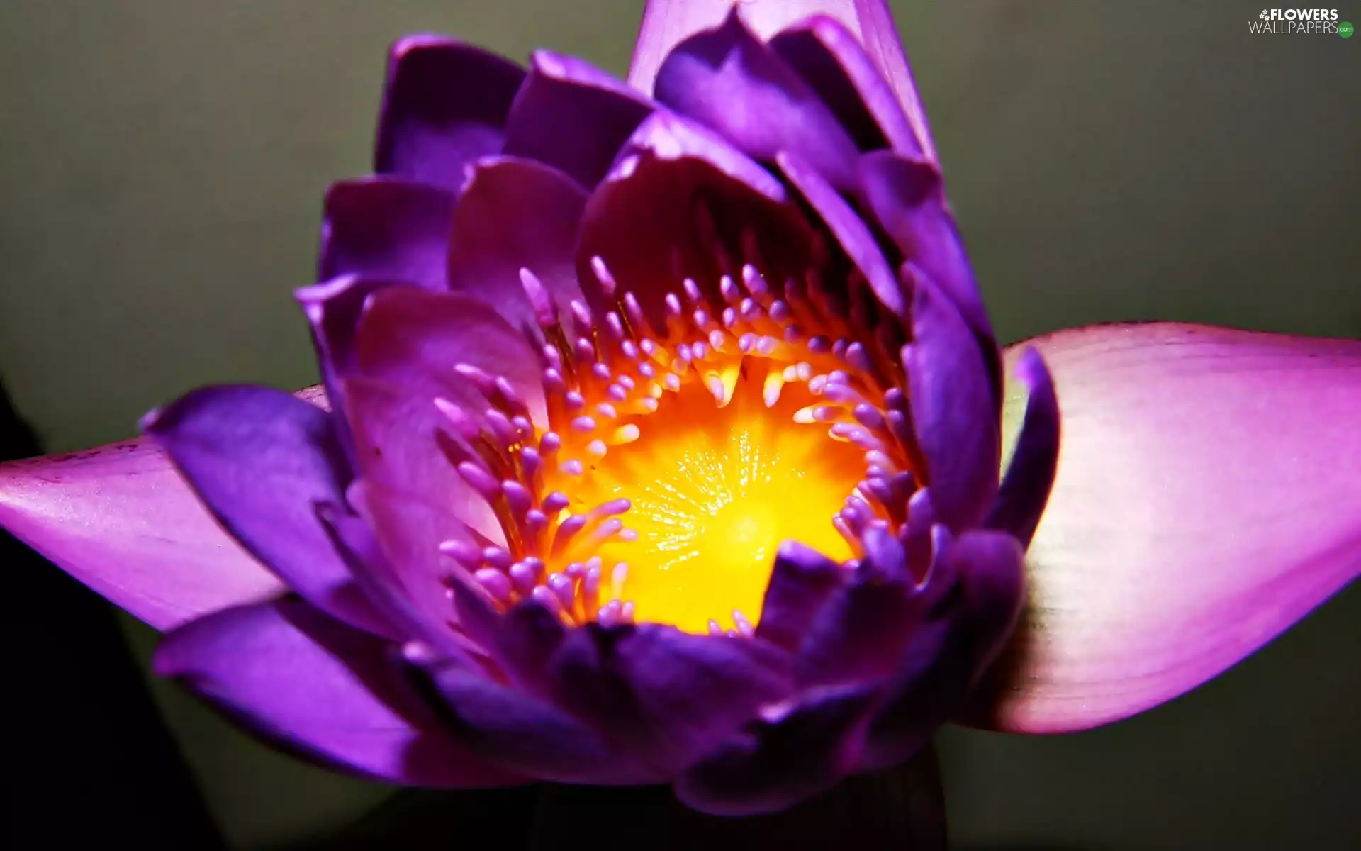 water-lily, Violet, Colourfull Flowers