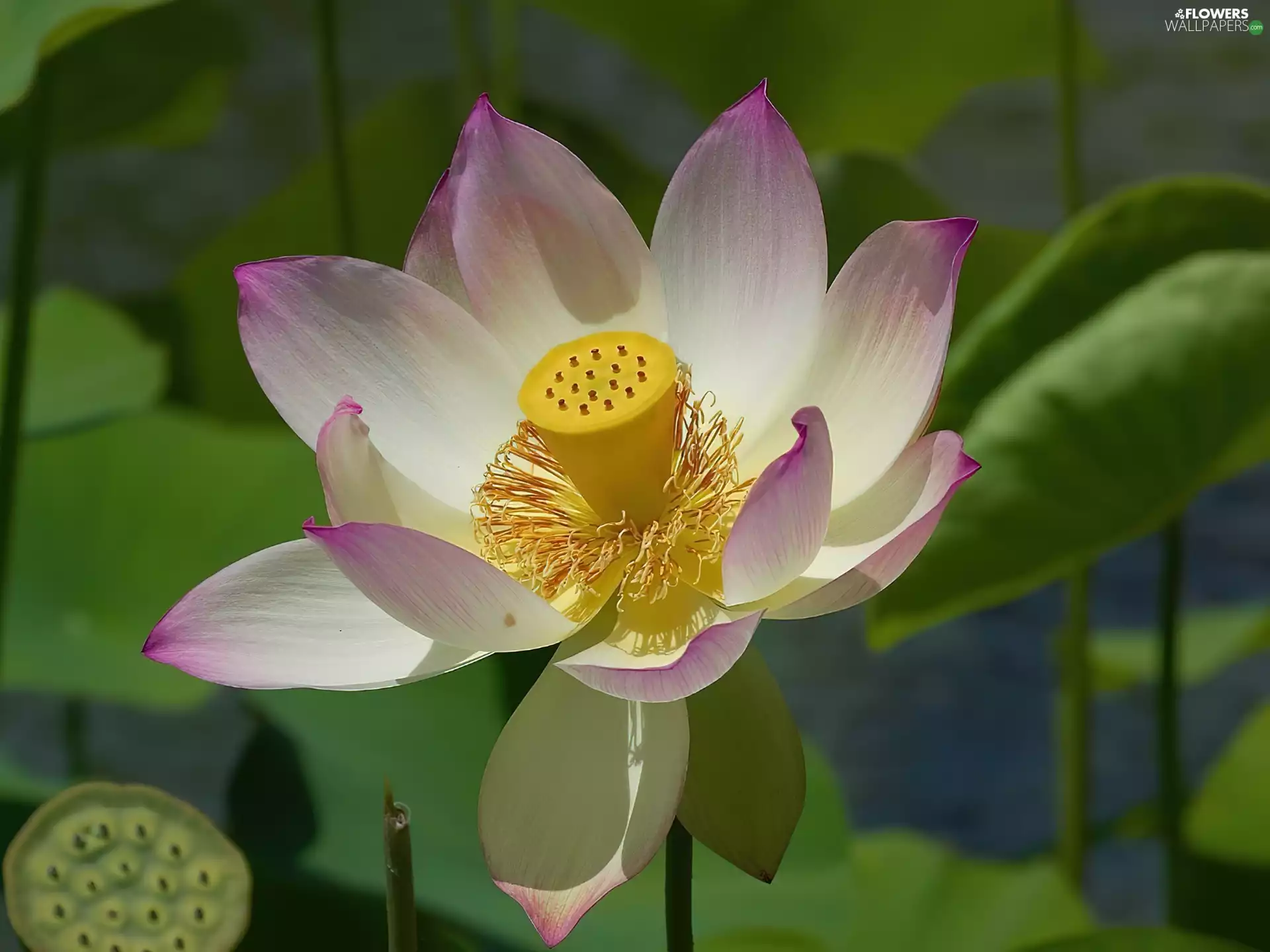 Colourfull Flowers, lotus