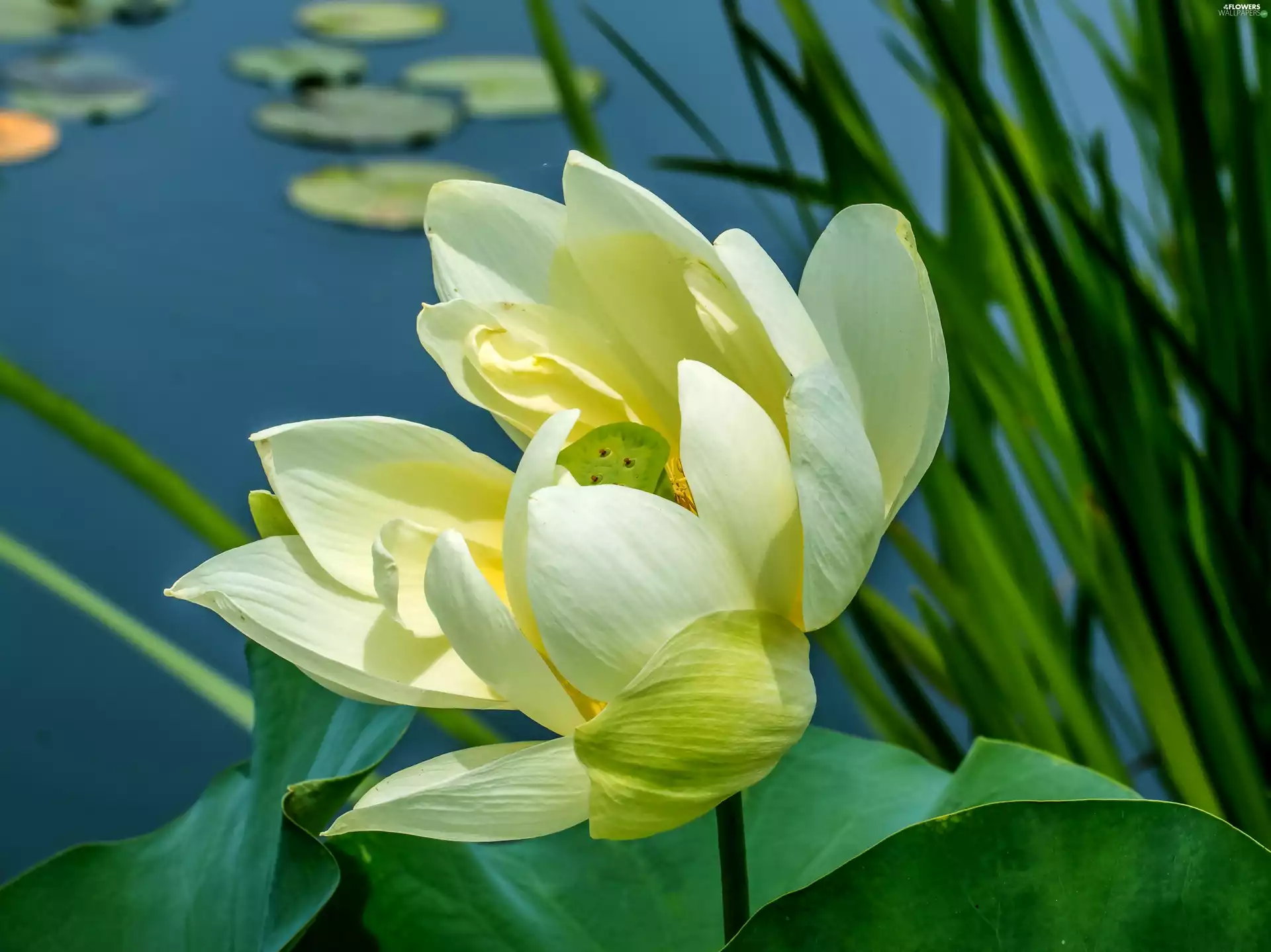 Colourfull Flowers, lotus
