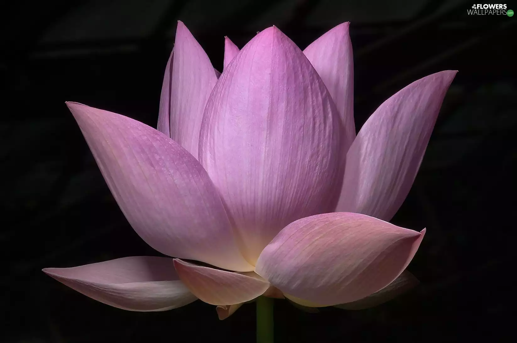 Colourfull Flowers, lotus