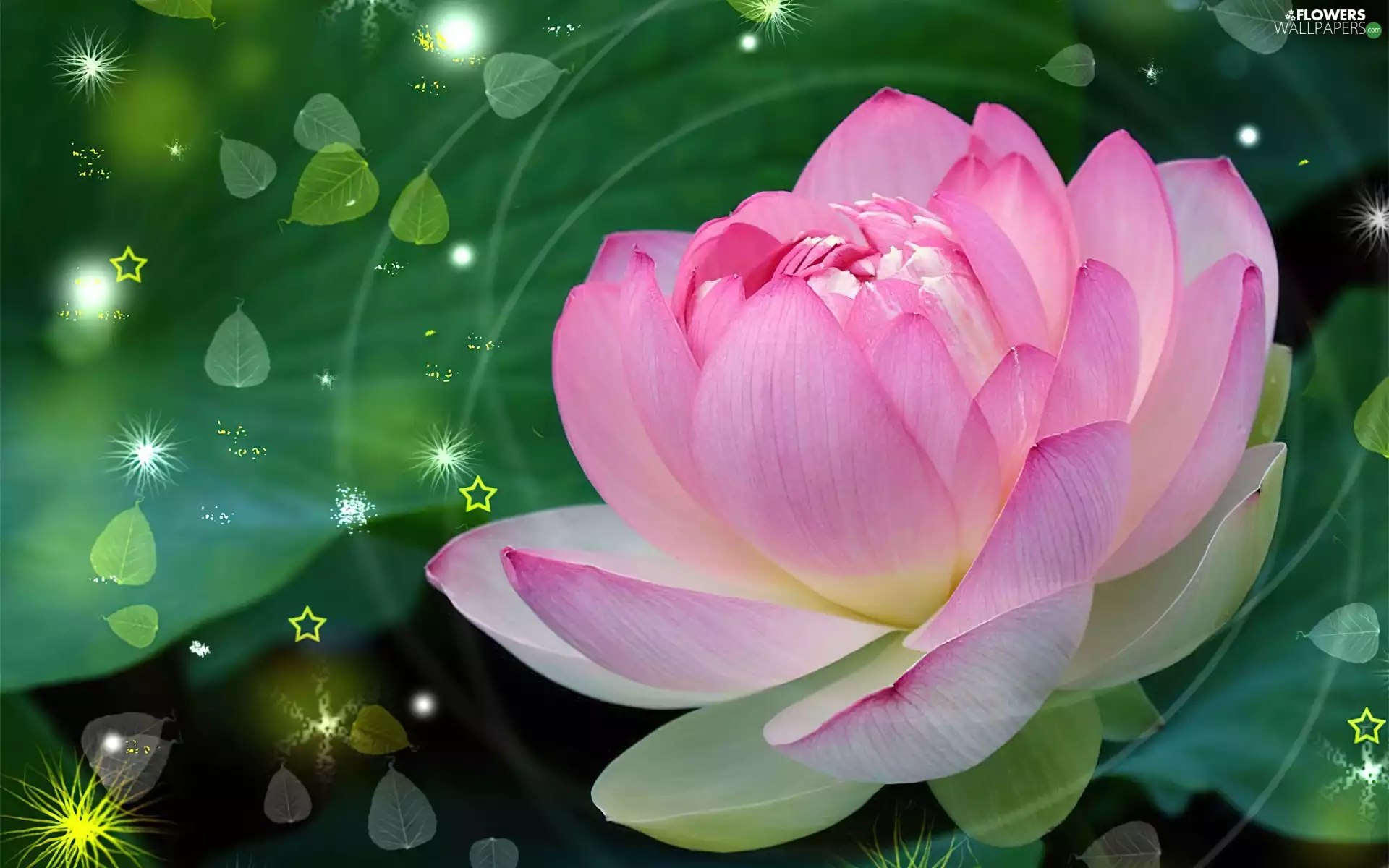 Colourfull Flowers, lotus