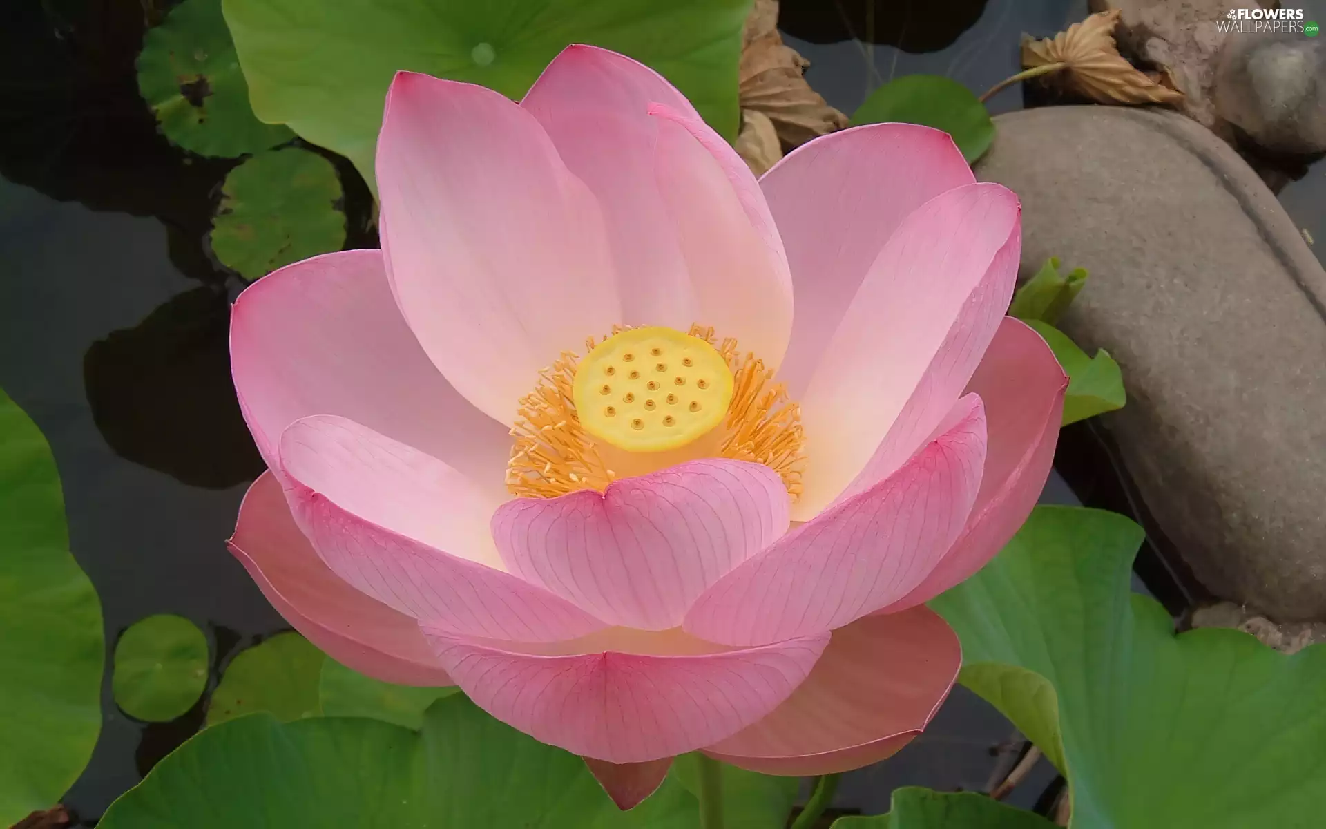 Colourfull Flowers, lotus