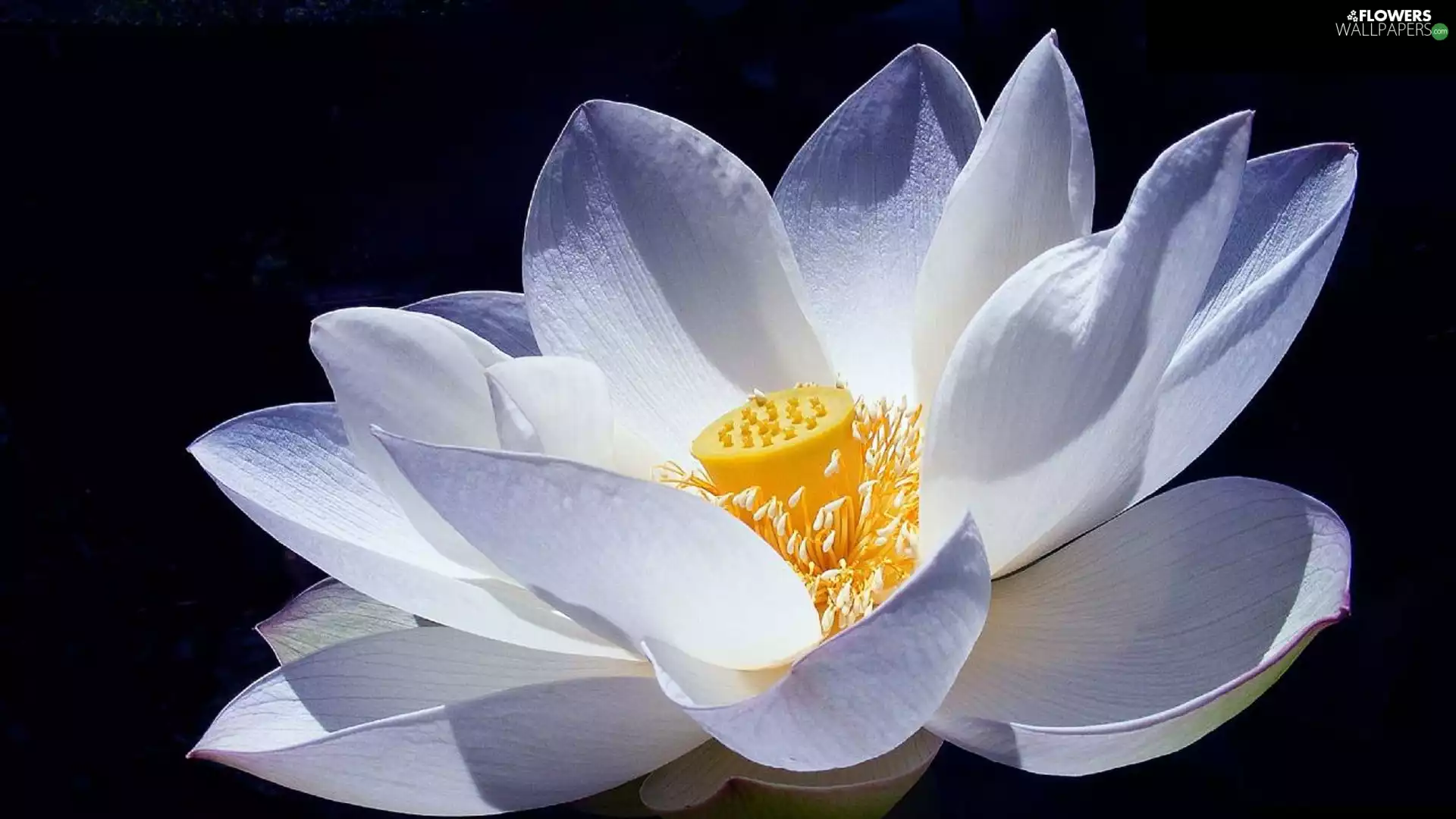 Colourfull Flowers, lotus