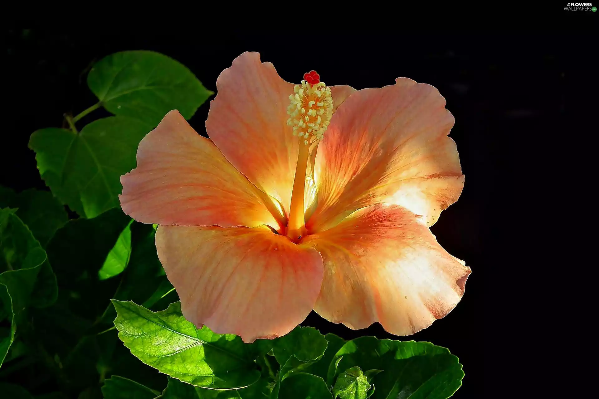 sun, hibiskus, luminosity, Colourfull Flowers, flash, ligh
