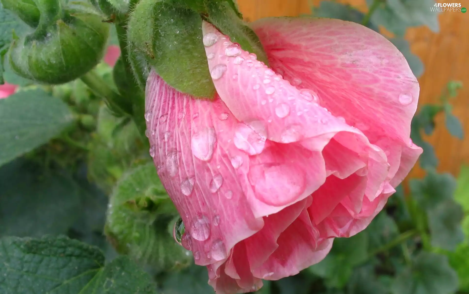 Colourfull Flowers, mallow