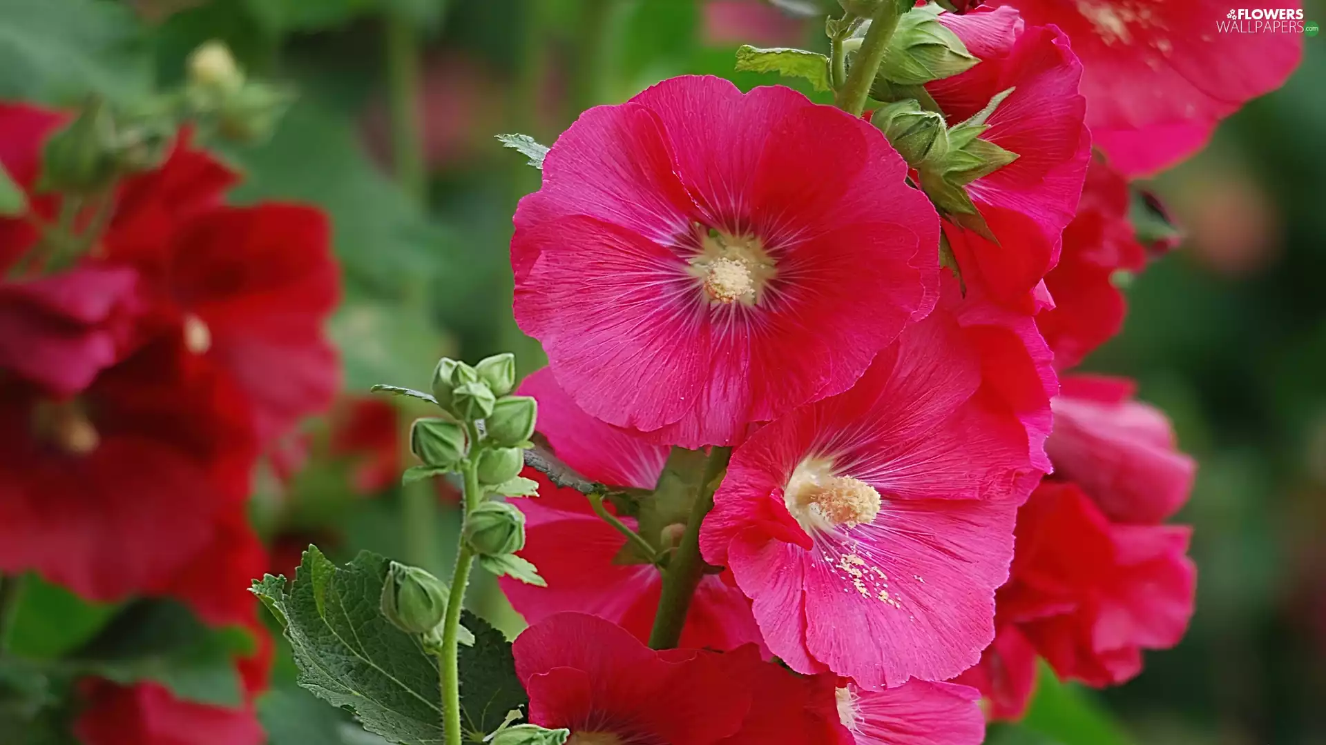Colourfull Flowers, mallow