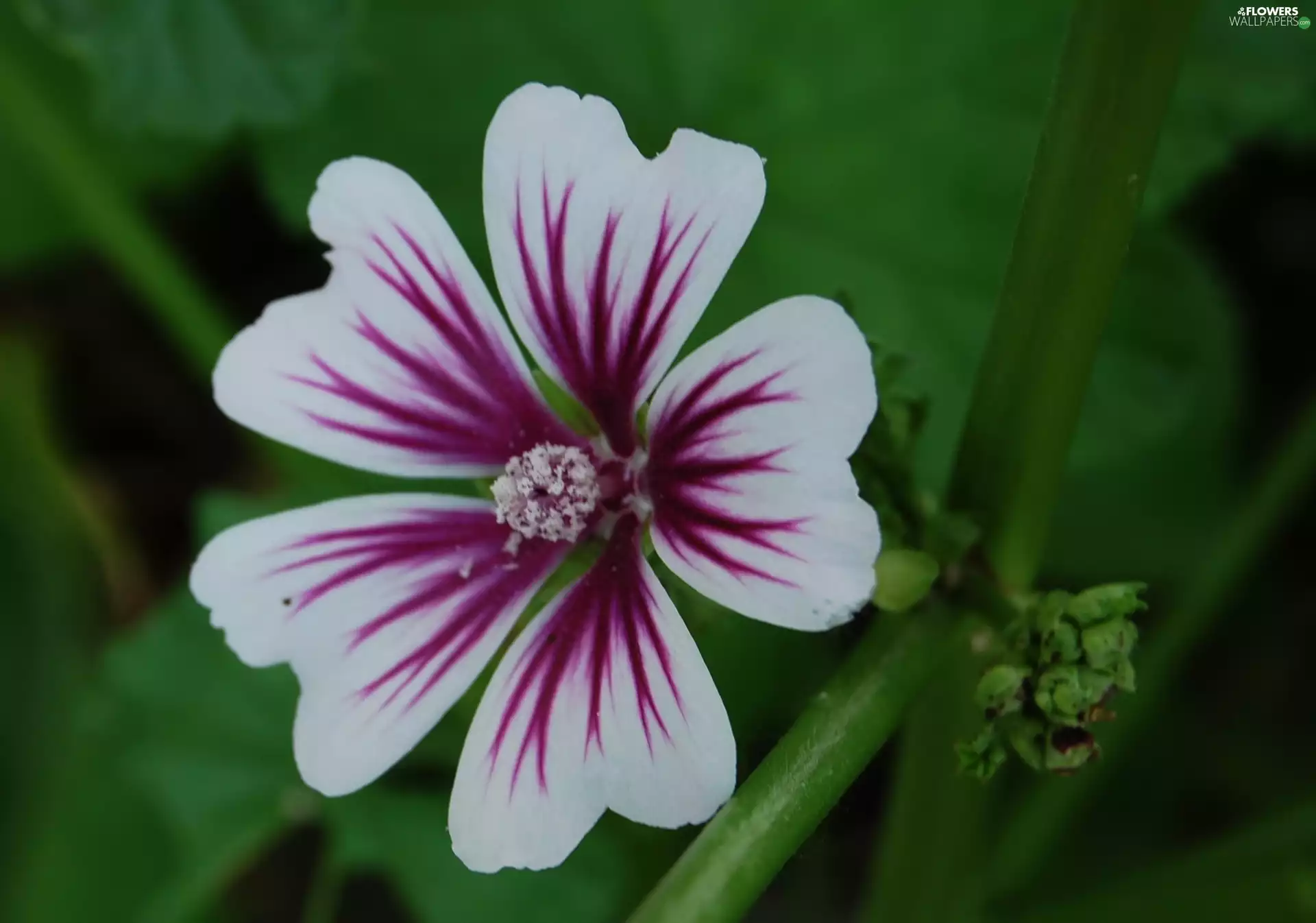 Colourfull Flowers, Mallow