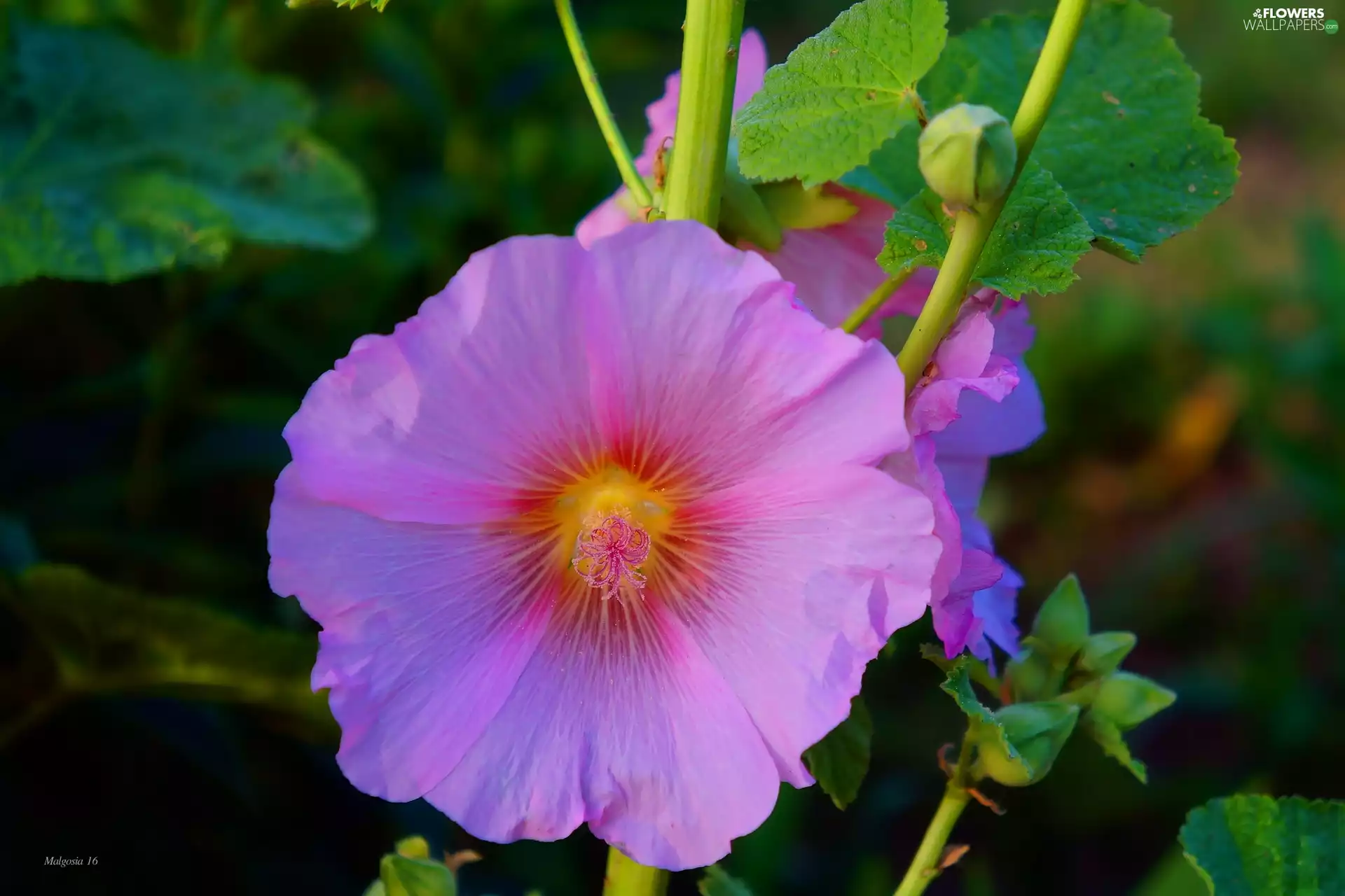 Colourfull Flowers, mallow