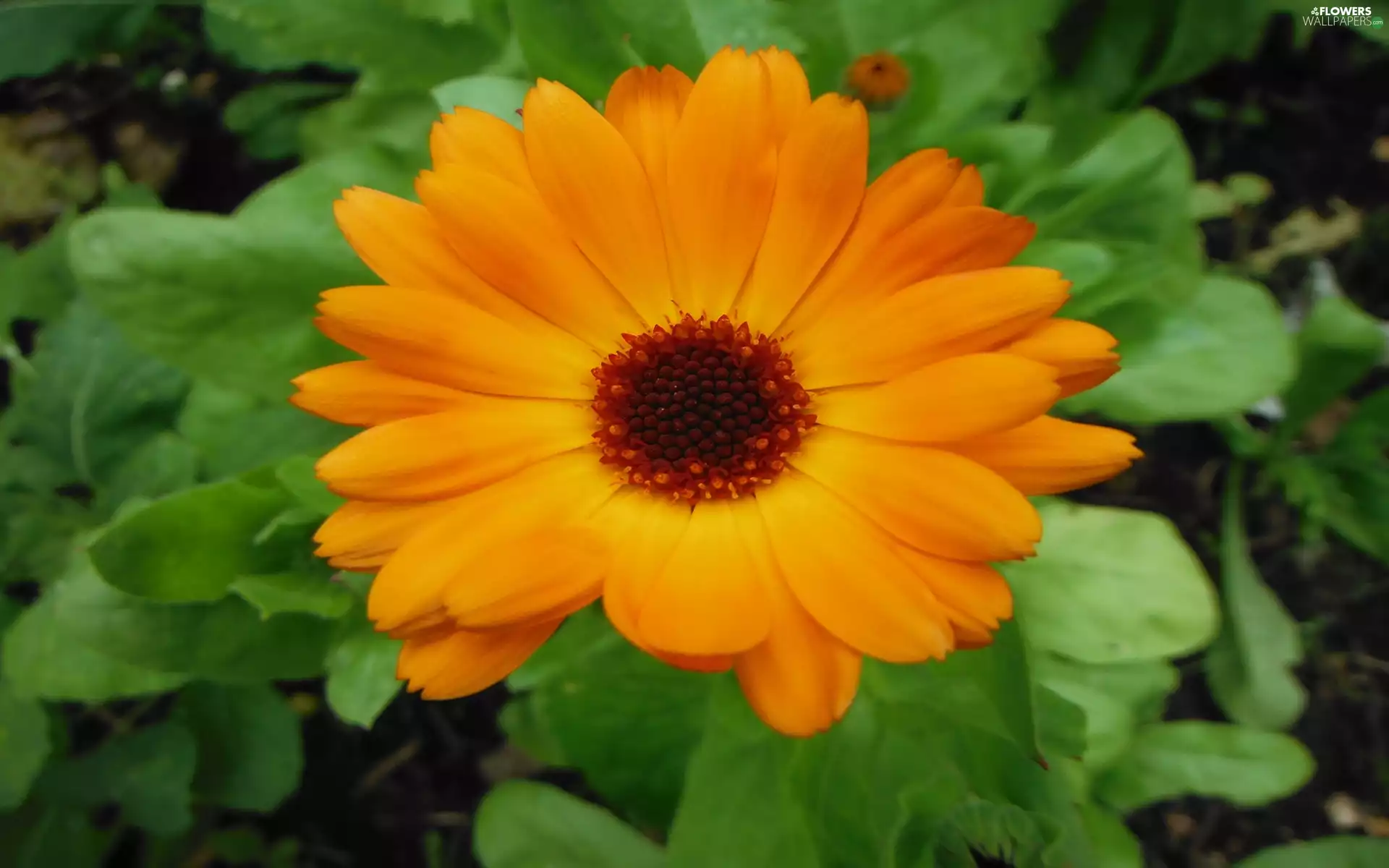 Colourfull Flowers, Marigold