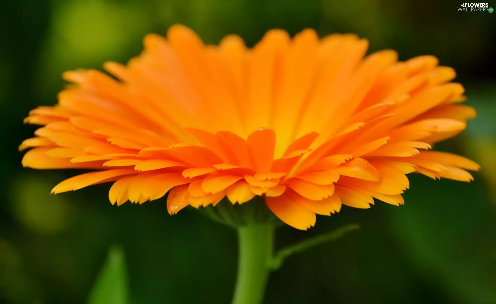 Marigold Medical, Orange, Colourfull Flowers